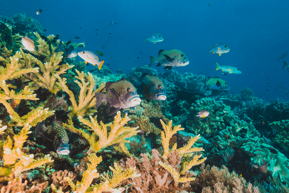 Vista subaquatica de corais que estão sendo prejudicados com o filtro solar absorvido pelos oceanos