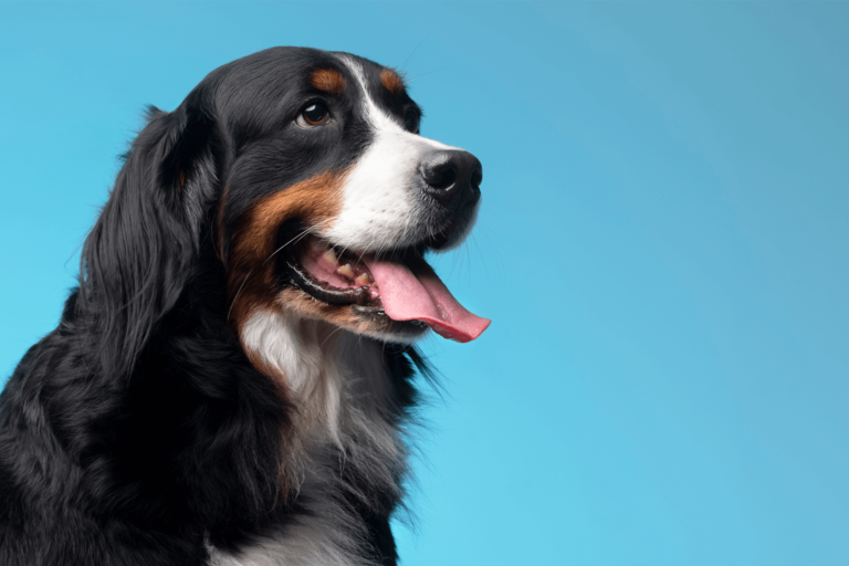 O cérebro de um cachorro