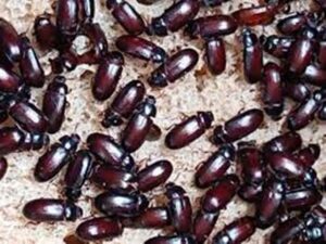 Bichinho do amendoim, asma, besouro do amendoim